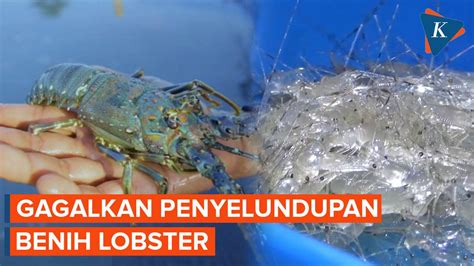 Penangkapan Pelaku Penyelundupan Ratusan Ribu Benih Lobster Kompascom