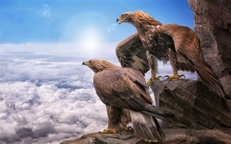 Golden Eagles, Birds, Clouds, Wallpaper - Golden Eagle Wallpaper Iphone ...