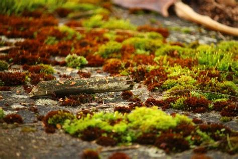 Fotos gratis árbol naturaleza bosque césped rock planta hoja