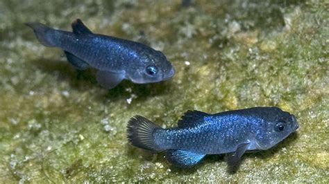 California Earthquake May Prove Boon For Tiny Endangered Fish The