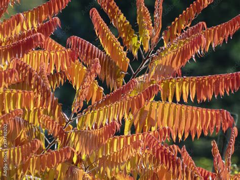 Rhus Typhina Le Sumac Vinaigrier Stock Photo Adobe Stock