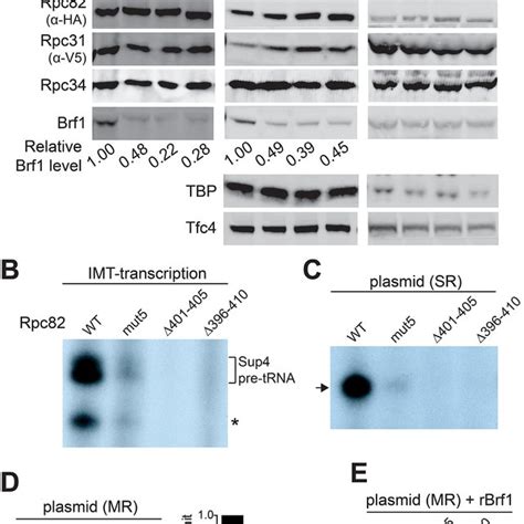 In Vitro Functional Analysis A Immunoprecipitation Ip And Imt Download Scientific Diagram