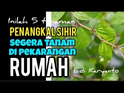 5 Tanaman Penangkal Sihir Segera Tanam Dipekarangan Rumah YouTube