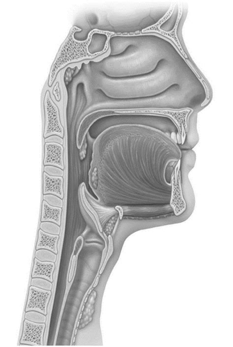 Nur Airway Exam Nose And Mouth Diagram Quizlet