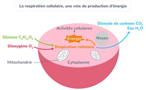 Le Métabolisme Des Cellules 2nde Cours Svt Kartable