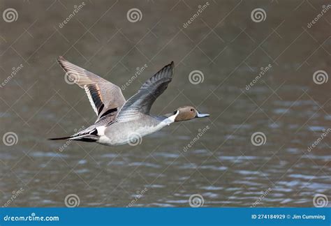 A Northern Pintail Duck Male Anas Acuta Taking Flight Over A Local