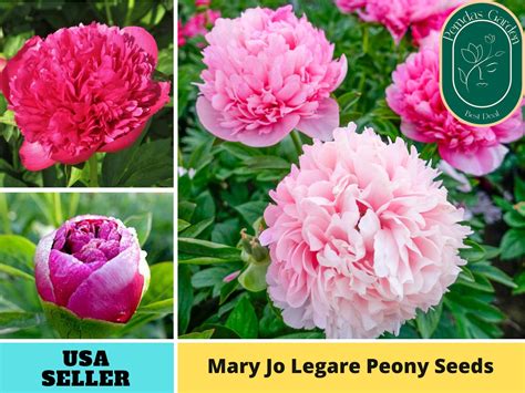 10seeds Mary Jo Legare Peony Perennial Seeds Authentic Seeds Perennial~gmo Free~~flower