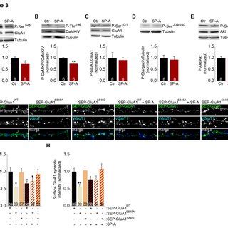 Signaling pathways downstream of the ghrelin receptor constitutive ...