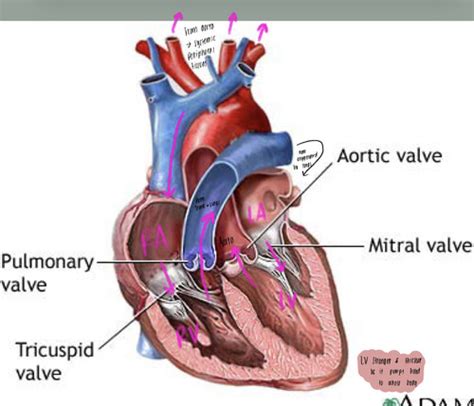 Sys Path Exam 3 Cardio 1 Flashcards Quizlet