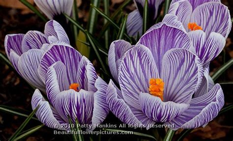 Crocuses Beautiful Flower Pictures Blog