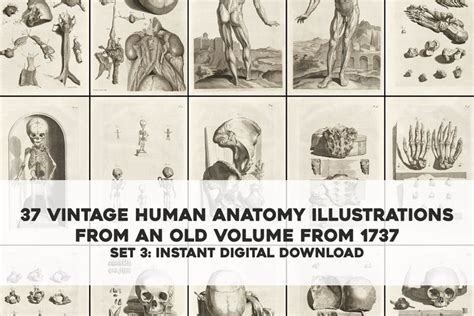 Vintage Anatomy Illustrations Set 3 Hi Res Restored Images