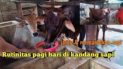 Kegiataan Sehari Hari Di Kandang Sapi Memberi Jamu And Memandikan Sapi Youtube