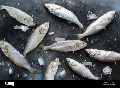 Black Sea Bluefish On Black Vintage Background Fish Pattern With Space