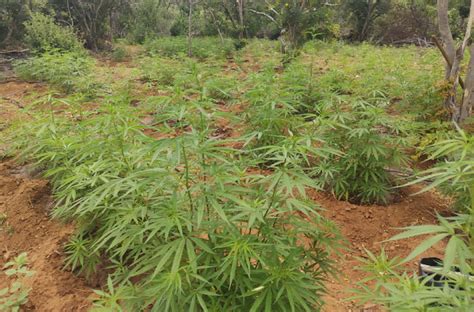 Cerca De Mil P S De Maconha S O Destru Dos No Norte Da Bahia Bahia