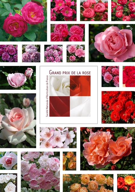 E Grand Prix De La Rose Soci T Nationale D Horticulture De France