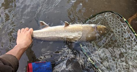 Metolius River Fish Report Metolius Springs Or Jefferson County