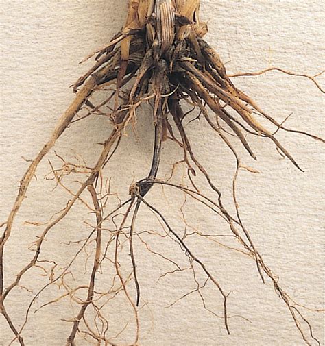 Monitoring Root Disease Agriculture And Food