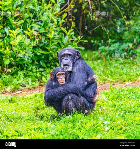 Animals in Captivity Stock Photo - Alamy