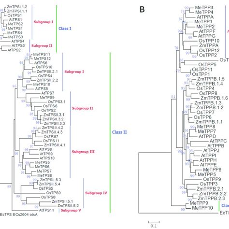 Phylogenetic Classification Of Trehalose 6 Phosphate Synthase TPS A