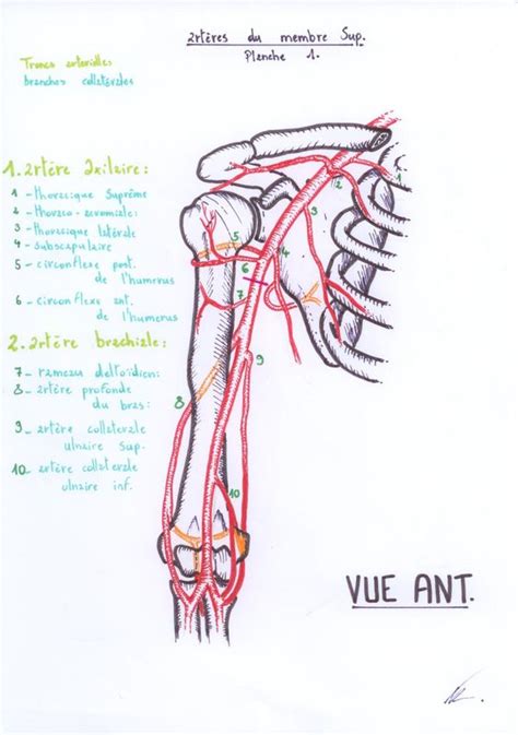 Réseau Artériel Du Membre Supérieur Schémas Danatomie Kiné
