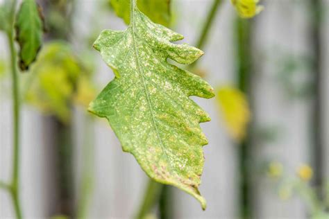 Homemade Baking Soda Spray to Control Powdery Mildew