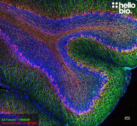 Anti Iii Tubulin Antibody Validab Iii Tubulin Neuronal Marker