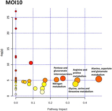 The Pathway Impact Analysis Of MOI10 Samples Using MetaboAnalyst