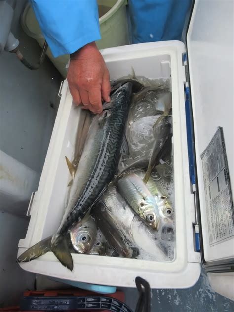 【釣果速報】神奈川県長崎屋のアジの釣果がバズってる！竿頭109匹！釣れすぎて笑いが止まらない釣行を体験してみませんか？ 2024年2月5日