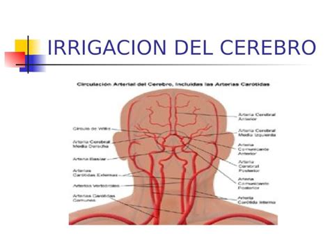 PPT IRRIGACION DEL CEREBRO Cayado de la Aorta Tronco Braquiocefálico