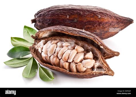 Cocoa Pod On A White Background Stock Photo Alamy