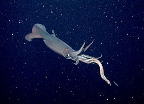 What caused the sudden jumbo squid declines in Mexico? - Earth.com