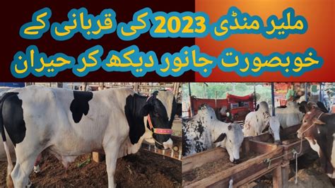 Malir Cow Mandi Rates Updates Youtube