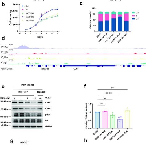 Ihmt Inhibits Breast Cancer Cell Proliferation By Degrading Ezh A