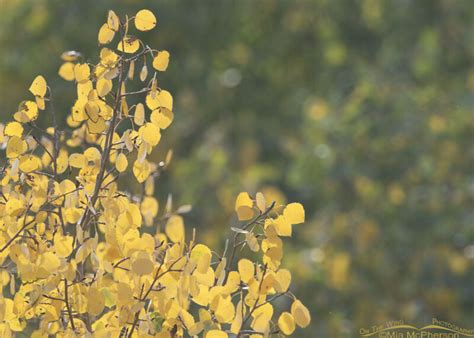 Yellow Warbler And Golden Quaking Aspen Leaves Mia McPherson S On The