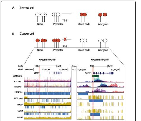 Dna Methylation Patterns In Normal And Cancer Cells A In Normal