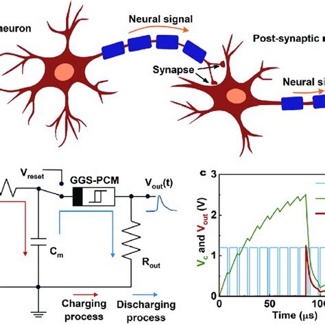 A Schematic Diagram Of Biological Neurons And Synapses B Design Of Download Scientific