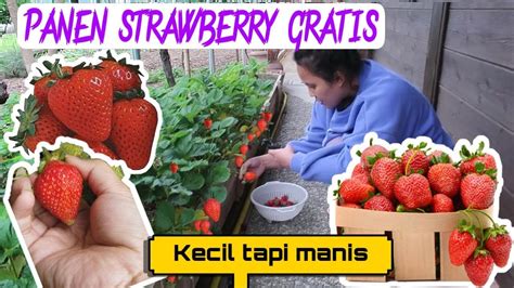 Panen Strawberry Gratis Perdana Di Tahun Ini Kecil Luar Biasa Manis