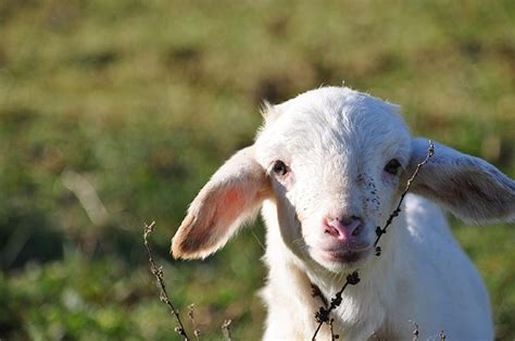 Pasqua Lagnello Sardo Igp Conquista Le Tavole Italiane Il 45