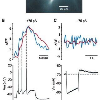 Calcium Dynamics During Spontaneous Firing A Fluorescence Image