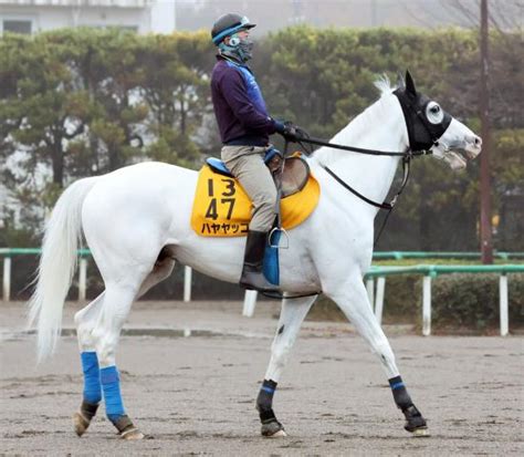 【中日新聞杯】ハンデ決定 トップハンデは白毛馬ハヤヤッコの57・5キロ 競馬ニュース