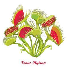 7 Ideas De Plantas Carnivoras Dibujo Plantas Carnivoras Dibujo