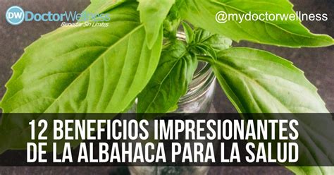 12 Beneficios Impresionantes De La Albahaca Para La Salud