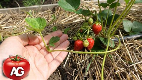 Reproduction Of Strawberry By Daughter Plants Youtube