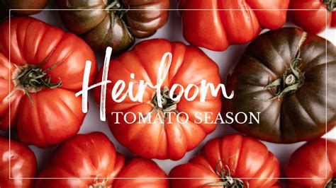 heirloom tomatoes  difference  heirloom cherry grape