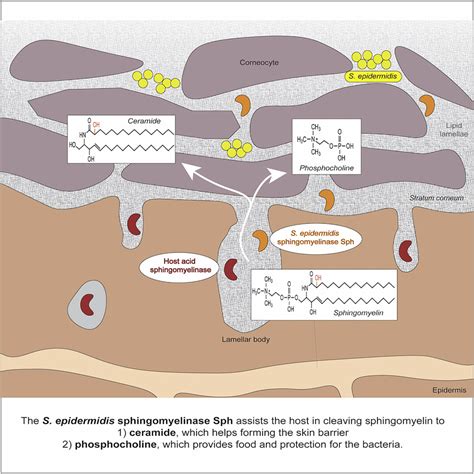 Commensal Staphylococcus Epidermidis Contributes To Skin Barrier