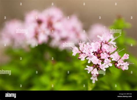 Close Up Of Origanum Vulgare Compactum Compact Marjoram In Flower