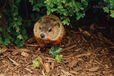 Baby Beaver: What They’re Called, Facts & Pictures