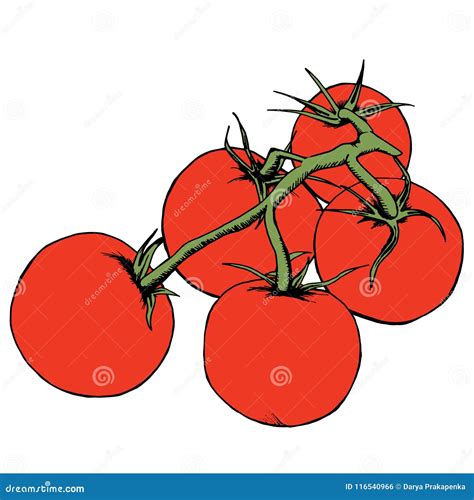 Dibujo Del Vector Del Tomate Tomates Aislados En Rama Ejemplo Vegetal Del Estilo Artístico