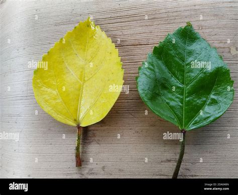 Yellow And Green Hibiscus Leaves In A Wooden Background Scientific