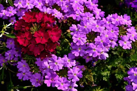 How To Grow And Care For Verbena Plants